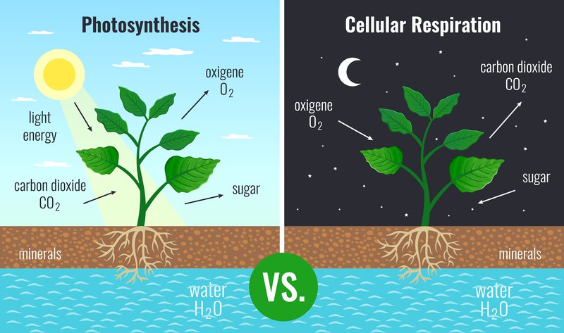 Photosynthesis Process