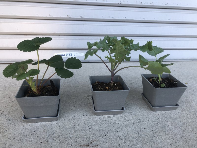 We are sunbathing these plants that worked hard during the hackathon.
